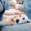 Проведение общей анестезии у кошек и собак