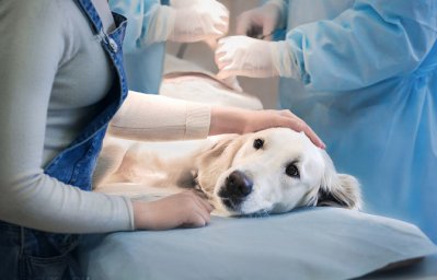 Проведение общей анестезии у кошек и собак