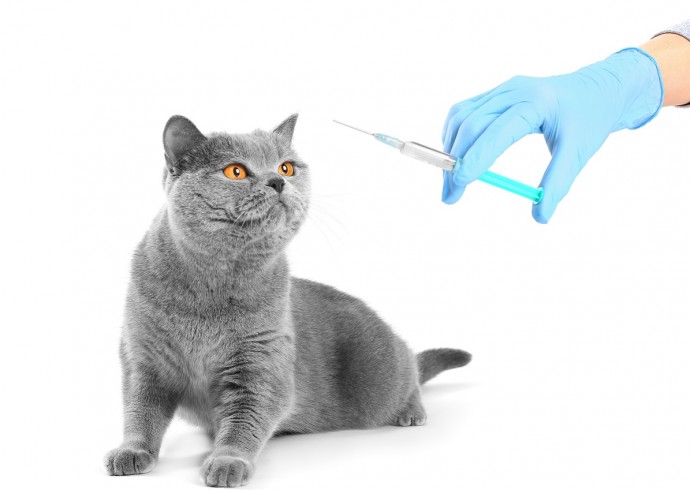 Новую вакцину для кошек планируют зарегистрировать в России