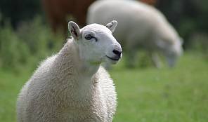 Оспа овец и оспа коз
