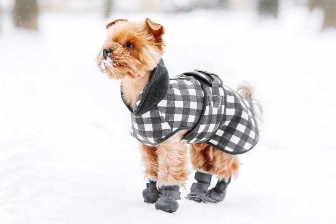 Нужна ли собакам специальная обувь зимой?