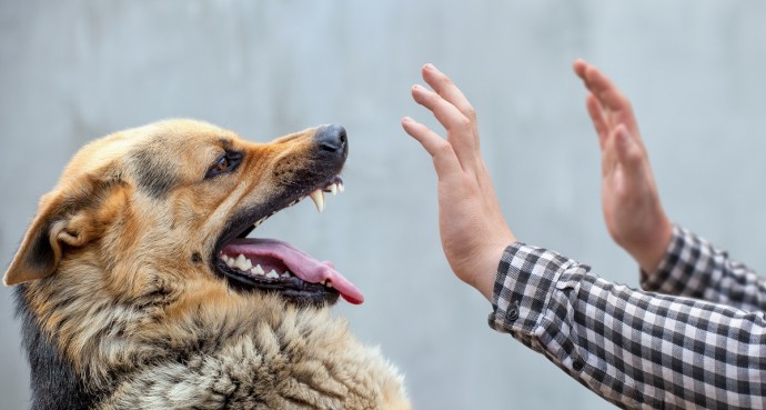 Если друг стал кусаться вдруг: разбираемся в причинах агрессивного поведения собаки и пытаемся помоч