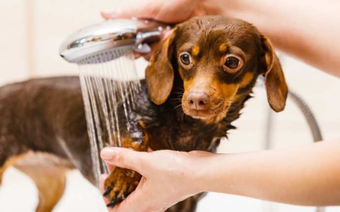 Ветврачи объяснили, почему собаку не нужно мыть чаще 1 раза в месяц