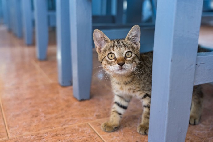 Можно ли давать котенку коровье молоко и когда малыша переводить на сухой корм