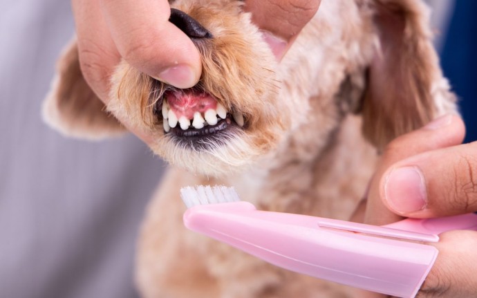 Как чистить собаке зубы и нужно ли вообще это делать