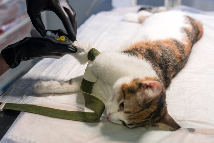 Мифы и факты о стерилизации: как операция влияет на здоровье и характер животных Мифы и факты о стерилизации: как операция влияет на здоровье и характер животных