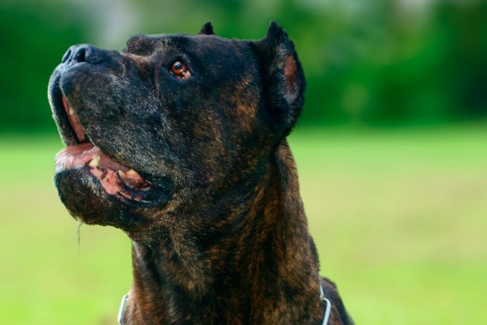 Введение лицензий на содержание опасных собак Госдума рассмотрит в сентябре