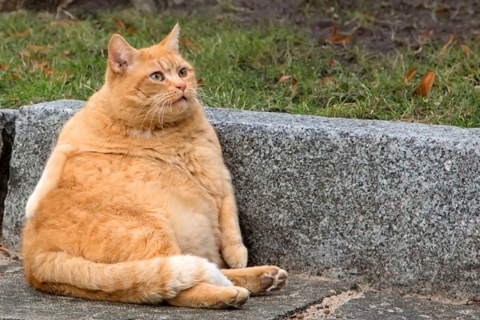 Сколько в России собак и кошек страдают ожирением
