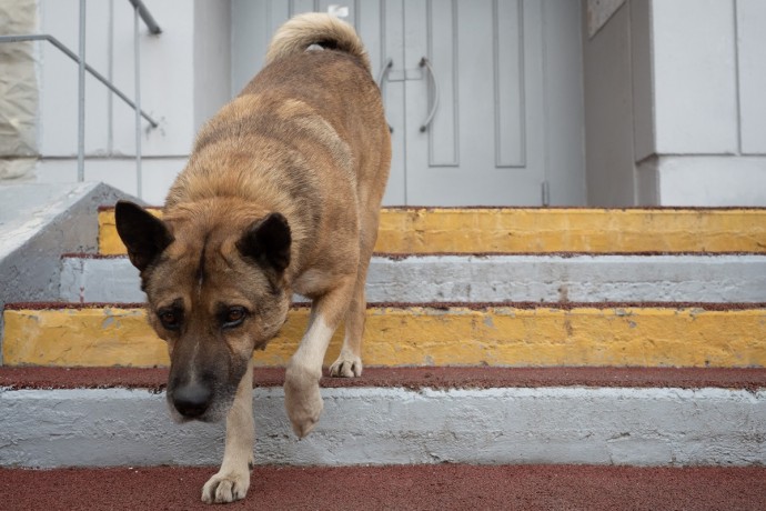 В Госдуме одобрили штрафы за самовыгул собак