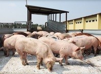 Информация для свиноводов города Мценска и Мценского района
