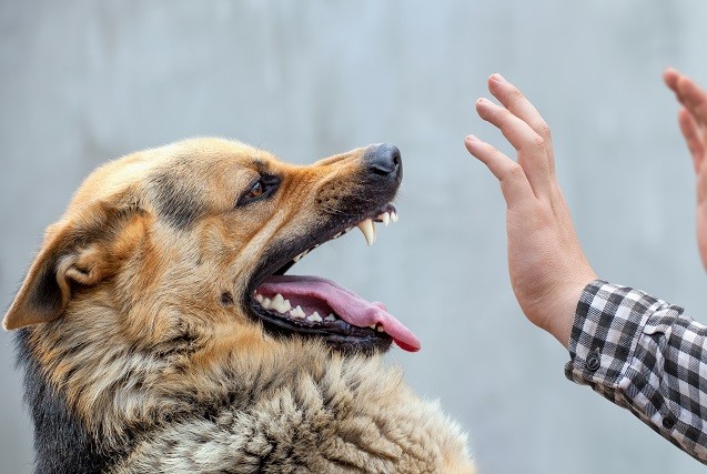Как защититься при нападении собак