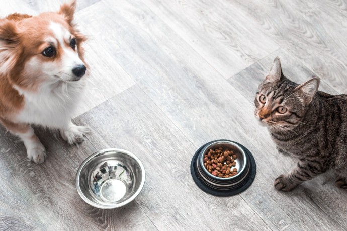 Аналитики посчитали, кого дороже содержать — собак или кошек
