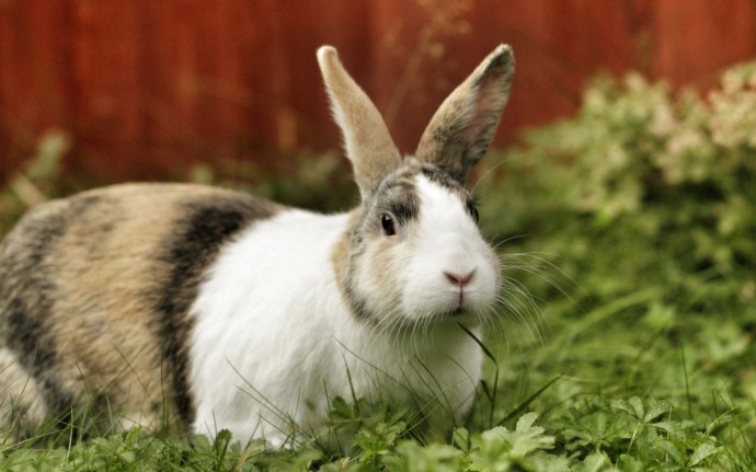 Планируется к выпуску новая вакцина для профилактики опасных болезней кроликов