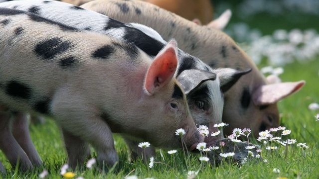 Памятка населению по африканской чуме свиней