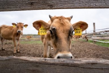 Нарушителей ветеринарных правил могут лишить компенсации за изъятие скота.