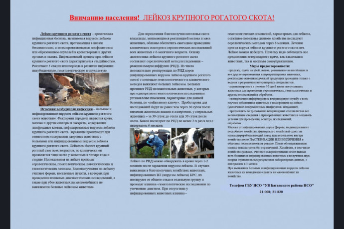 Памятка населению. Лейкоз крупного рогатого скота Памятка населению. Лейкоз крупного рогатого скота