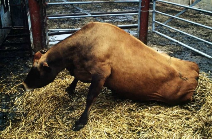 Губкообразная энцефалопатия крупного рогатого скота