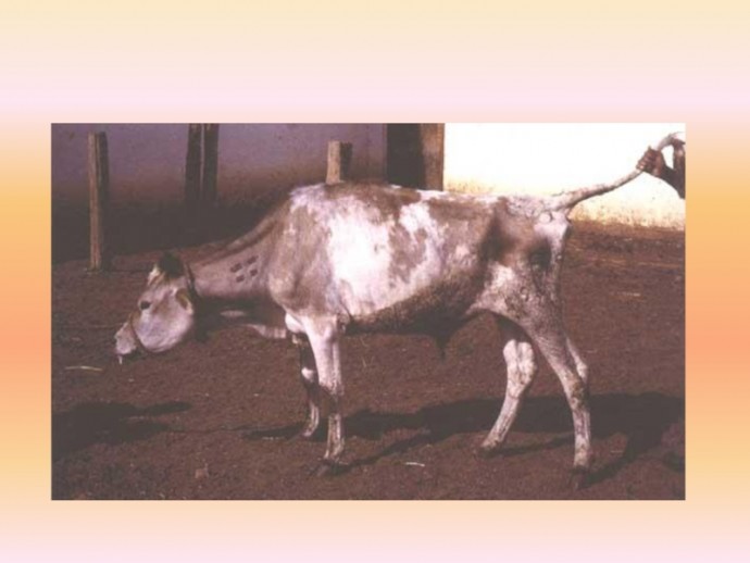 Контагиозная плевропневмония крупного рогатого скота (КПП)