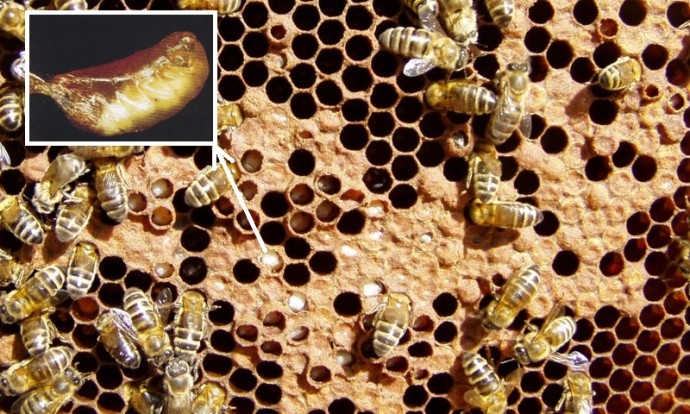 О выявлении заболевания пчёл