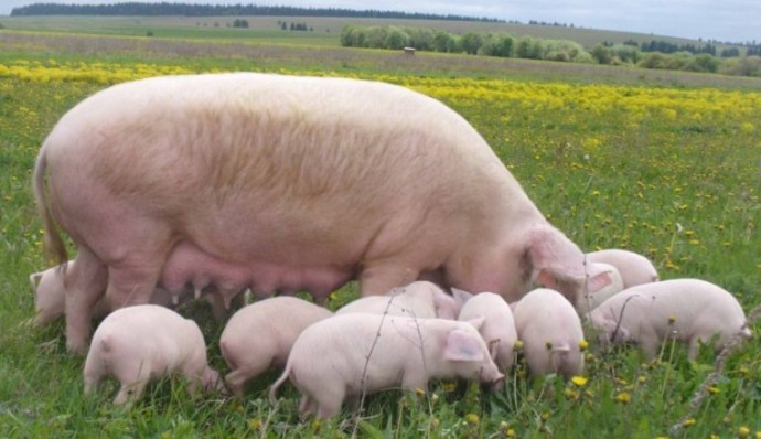 С начала года в России зарегистрировали 83 очага африканской чумы свиней.
