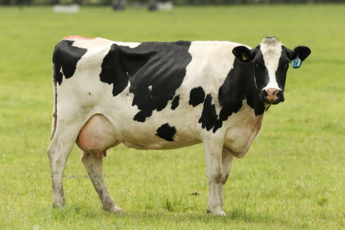 Как по молоку коровы определить состояние её здоровья
