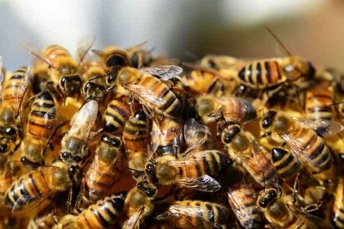 Алгоритм действий при отравлении пчел