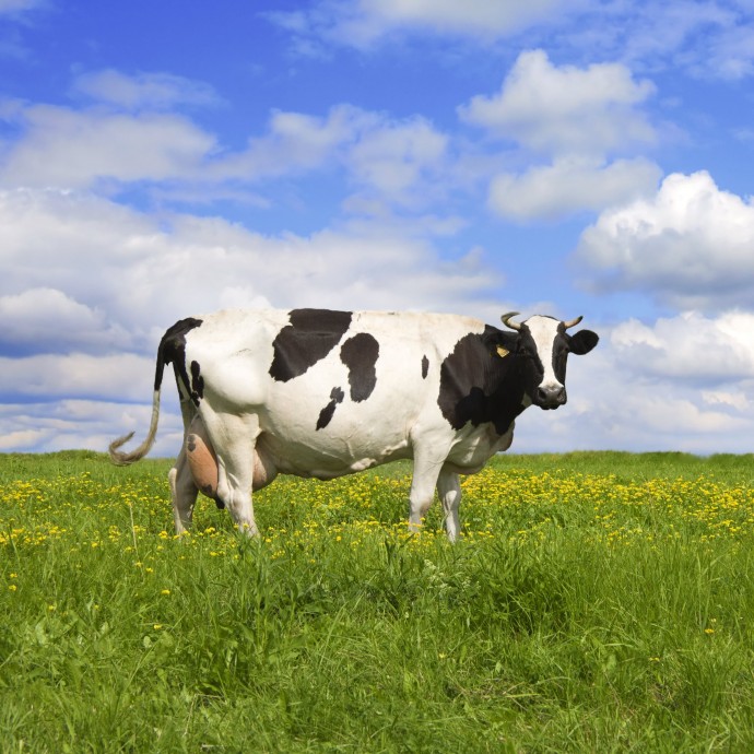 Сколько коров в России болеют лейкозом  и насколько опасно их молоко для здоровья человека.