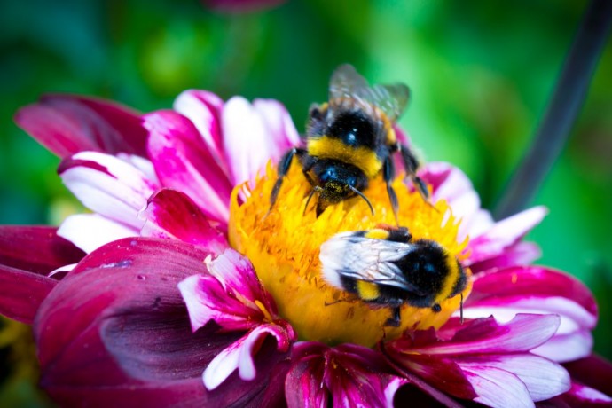Об опасности нозематоза для пчеловодческих хозяйств